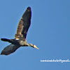 Cormorano