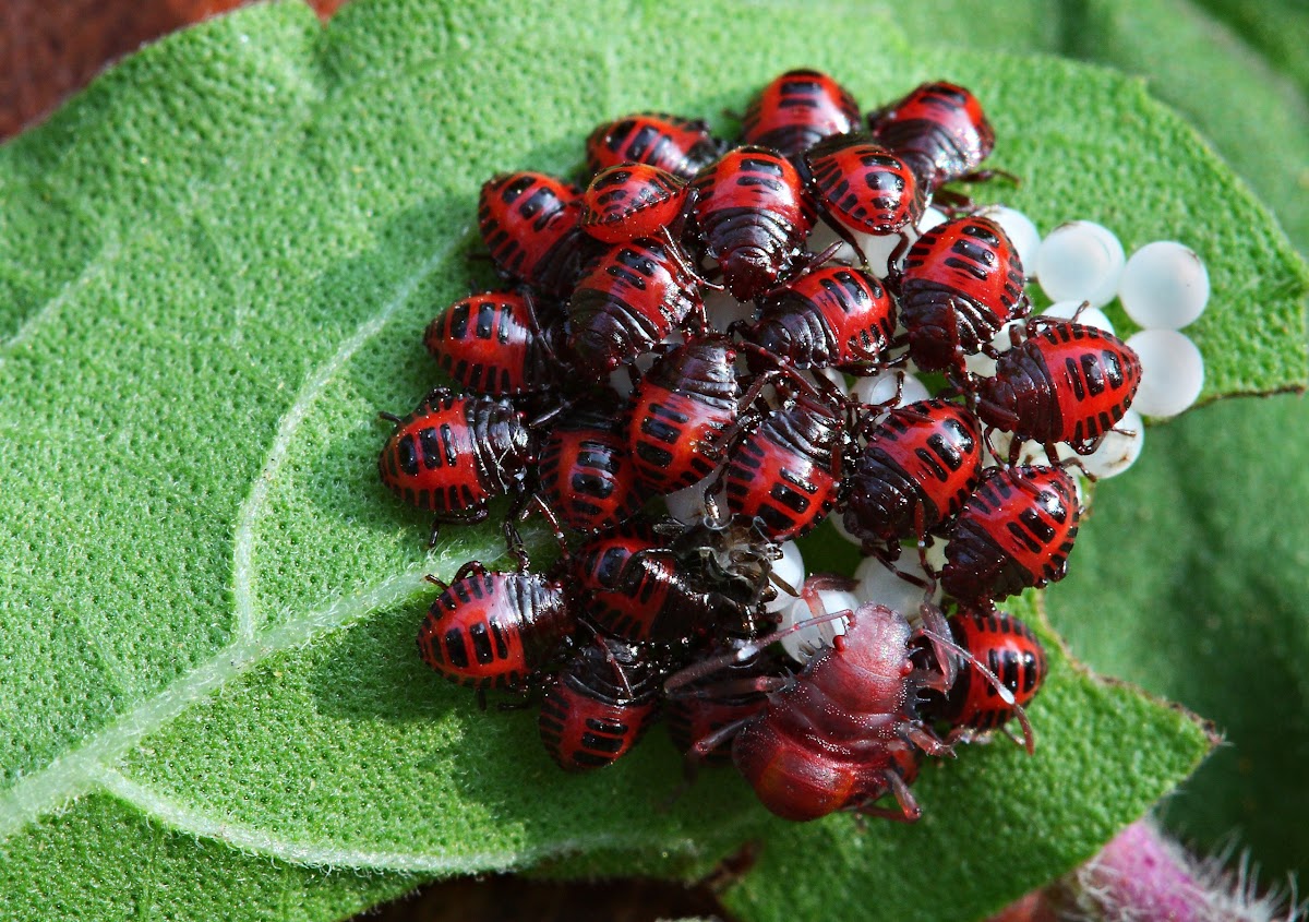 Brown Marmorated Stink Bug nymphs