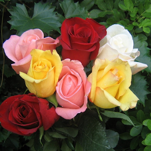 Rose Live Wallpaper.apk 1.0