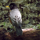 American Robin