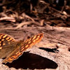 Butterfly "Pararge Aegeria"