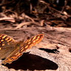 Butterfly "Pararge Aegeria"