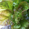 Bib lettuce