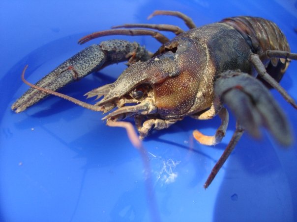 European Crayfish / Riječni rak