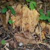 Coral Fungus