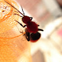 Red Velvet Ant AKA Cow Killer Wasp