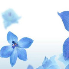 花 待ち受け 青 346458-花 待ち受け 青