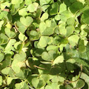 4- leaf clover