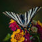 Southern Swallowtail