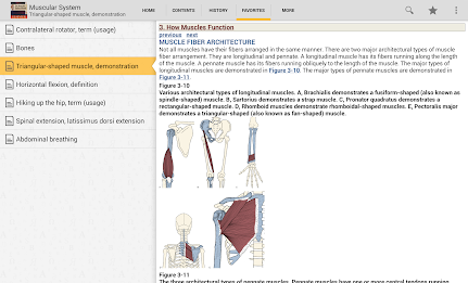 Muscular System Manual poster 9