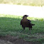 Great-Tailed Grackle (female)