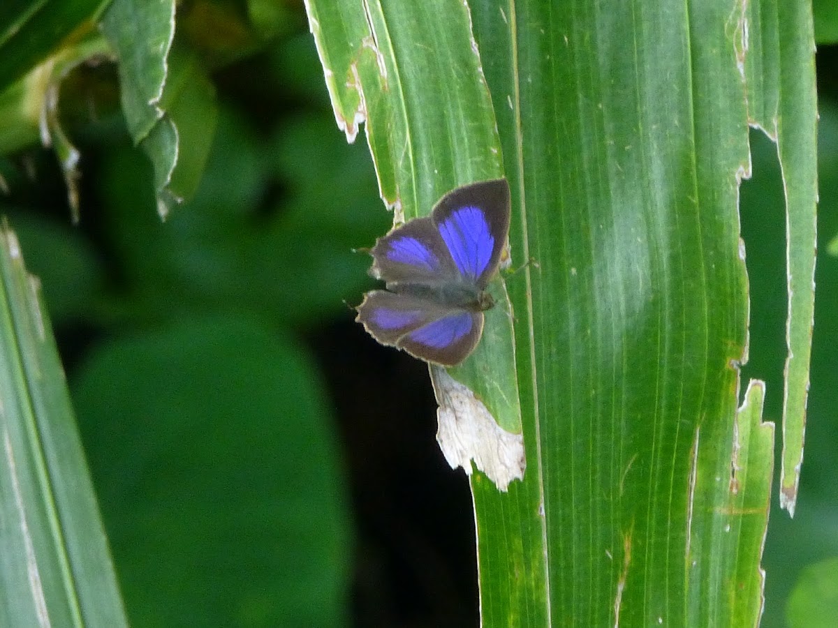 Common Acacia Blue