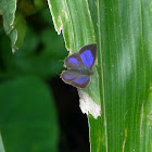 Common Acacia Blue