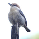 brown-headed nuthatch