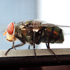 Oriental latrine fly