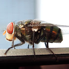 Oriental latrine fly