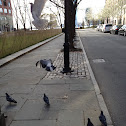 Rock Dove (Rock Pigeon)