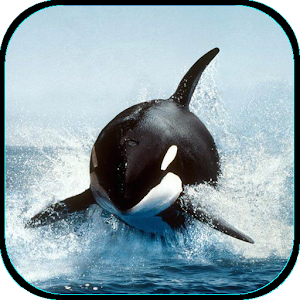 Killer Whale Live Wallpaper.apk 1.0