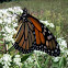 Monarch butterfly