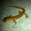 Kleine Watersalamander - Smooth Newt