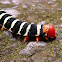 Tetrio Sphinx Caterpillar