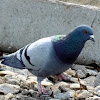 Ferla Pigeon