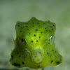 Box Fish -Juvenile