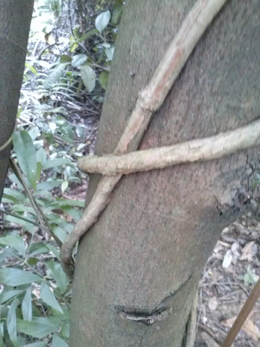 common tree vine