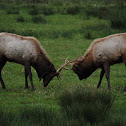 Elk