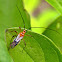 Helopeltis bug