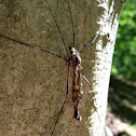 Spotted cranefly