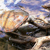 Saw-shelled Turtle