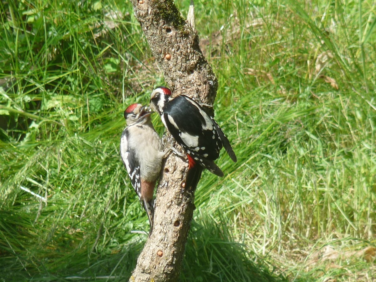Greater -spotted Woodpecker