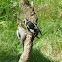 Greater -spotted Woodpecker