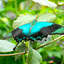 Papilio peranthus kangeanus