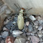 Blister beetle