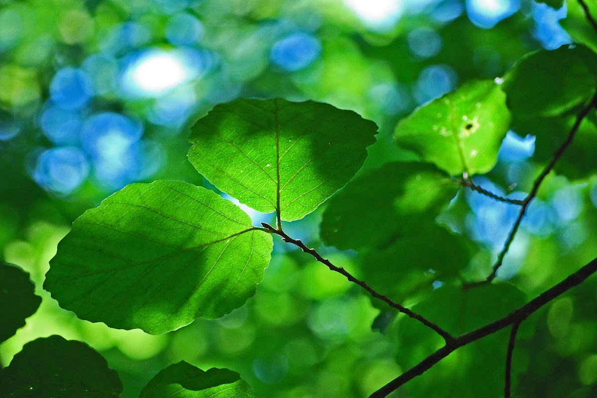 Flowering Dogwood (leaf)
