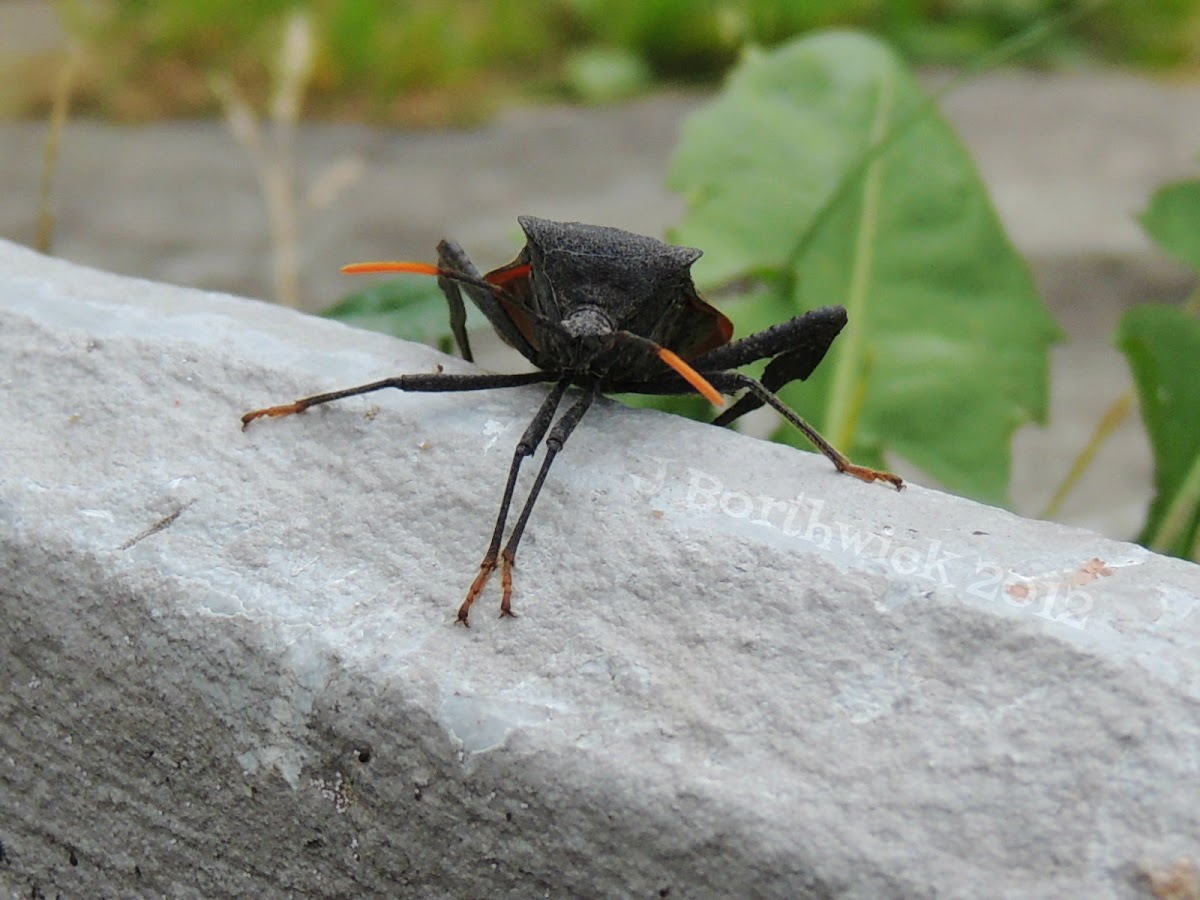Black leaf-footed bug