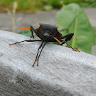 Black leaf-footed bug