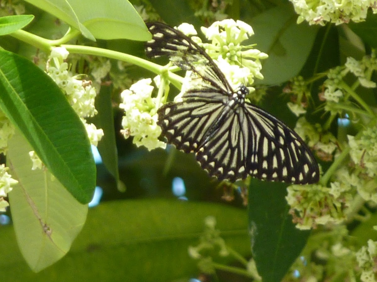 Common mime butterfly