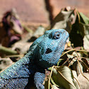 Southern Tree Agama