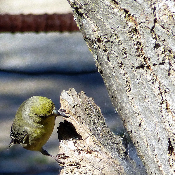 Lesser Gold Finch | Project Noah