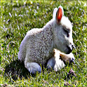 Lamb Sound Effects logo