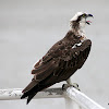 Eastern Osprey (Fish Eagle)