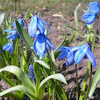 Wood/Siberian Squill