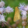 Fiery Skipper Butterfly (male)