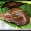 African snail