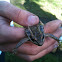 Pickerel Frog