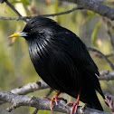 Spotless Starling; Estornino Negro