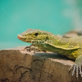 Lizard by Mina Jaguar - Animals Reptiles